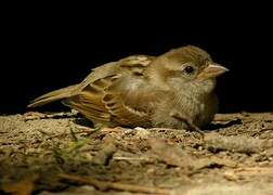 House Sparrow