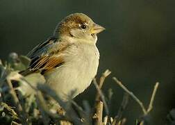 House Sparrow