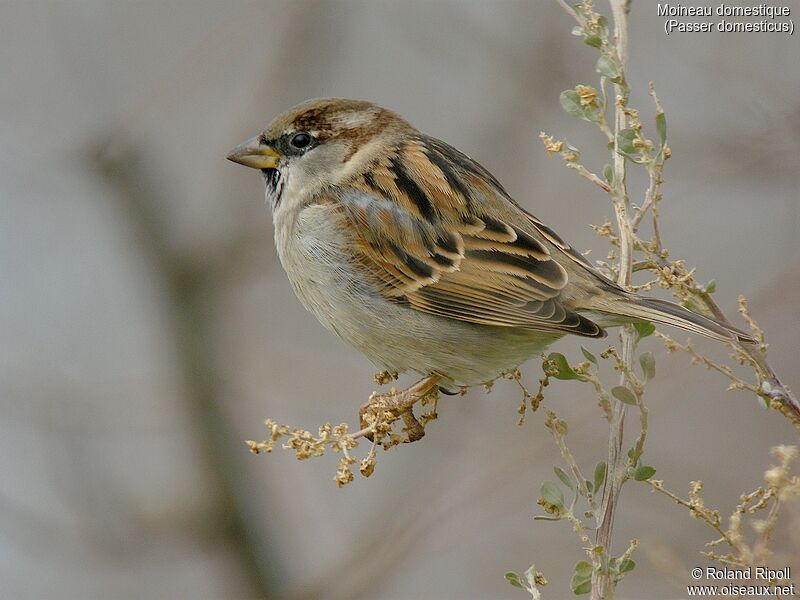 House Sparrowadult post breeding