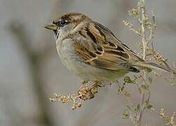 Moineau domestique