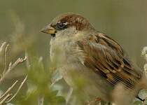 Moineau domestique