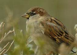 House Sparrow