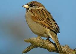 House Sparrow