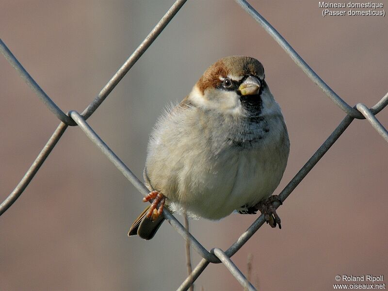 House Sparrowadult