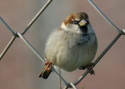 Moineau domestique