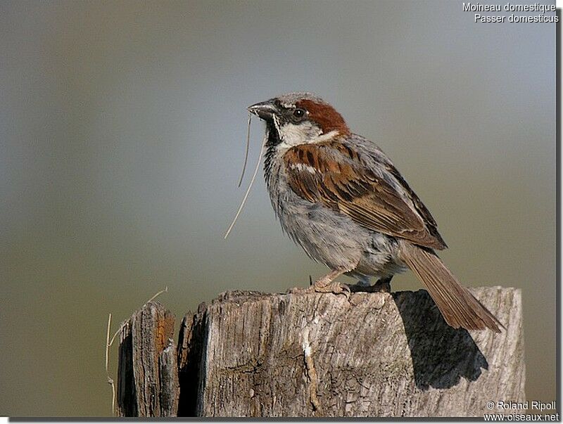 House Sparrow male adult breeding, identification