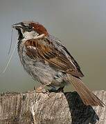 Moineau domestique