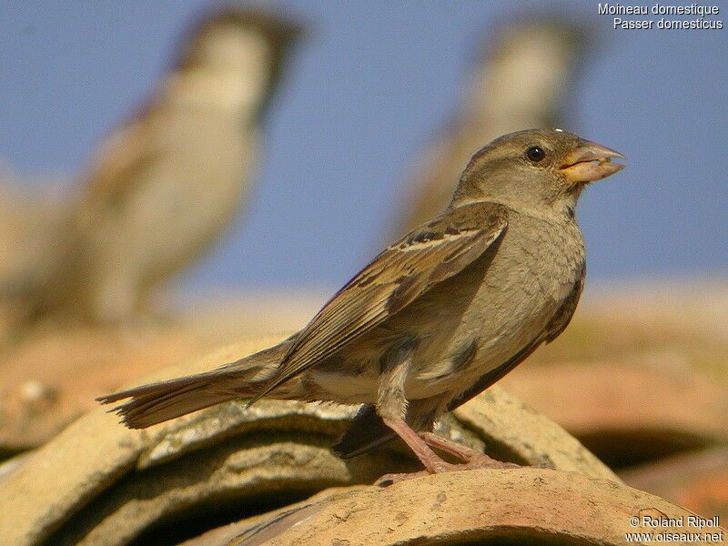 Moineau domestiquejuvénile