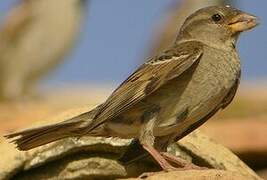 Moineau domestique