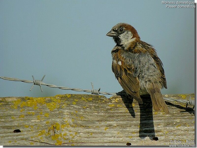 House Sparrow male adult breeding, identification