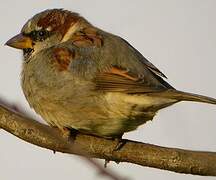 Moineau domestique