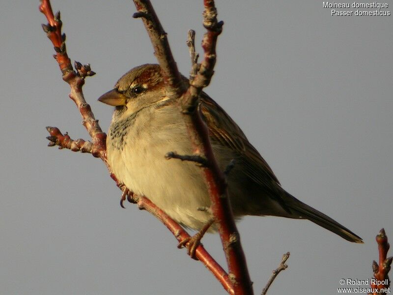 House Sparrow male adult post breeding