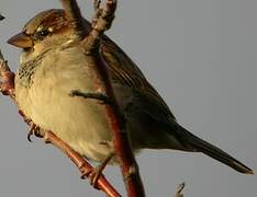 House Sparrow