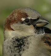 House Sparrow