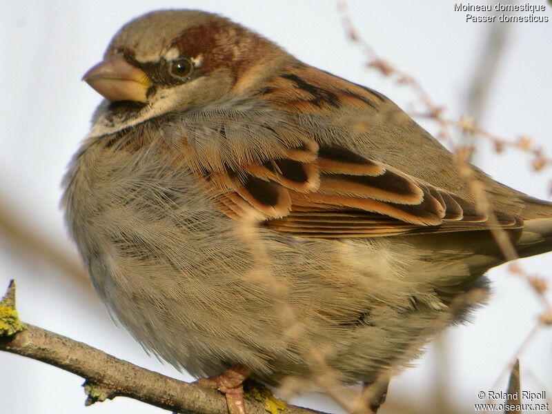 House Sparrow male adult post breeding