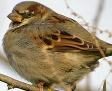 Moineau domestique