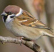 Eurasian Tree Sparrow