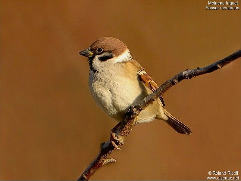 Eurasian Tree Sparrowadult post breeding