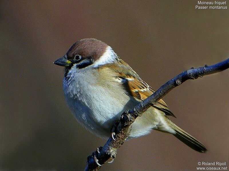 Eurasian Tree Sparrowadult post breeding