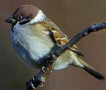 Eurasian Tree Sparrow