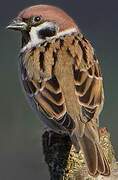 Eurasian Tree Sparrow