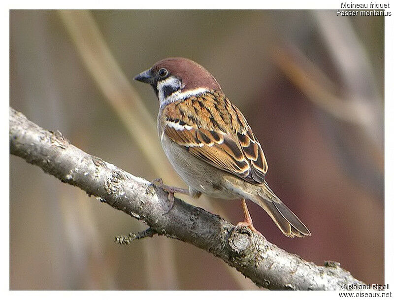 Eurasian Tree Sparrowadult post breeding