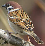 Eurasian Tree Sparrow