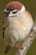 Eurasian Tree Sparrow