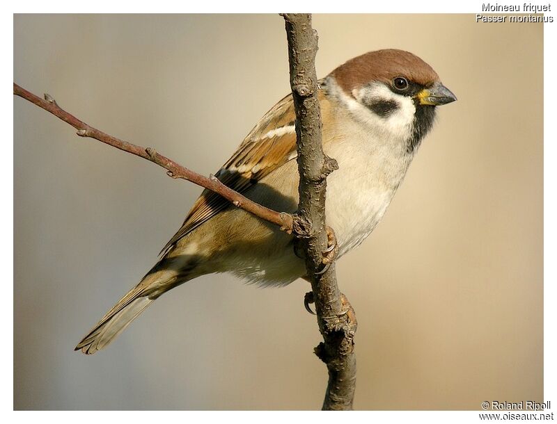 Moineau friquetadulte internuptial