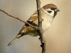 Eurasian Tree Sparrow