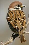 Eurasian Tree Sparrow