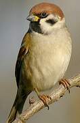 Eurasian Tree Sparrow