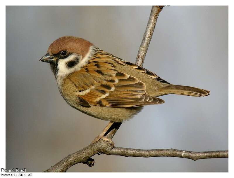 Moineau friquetadulte internuptial, identification