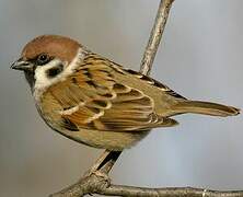 Eurasian Tree Sparrow