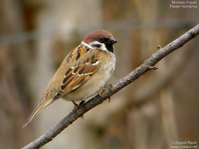 Eurasian Tree Sparrowadult post breeding