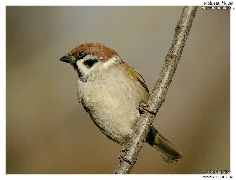 Eurasian Tree Sparrowadult post breeding