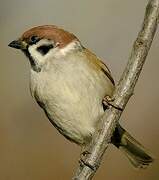 Eurasian Tree Sparrow