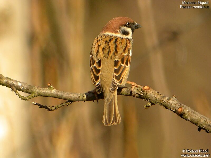 Moineau friquet