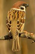 Eurasian Tree Sparrow