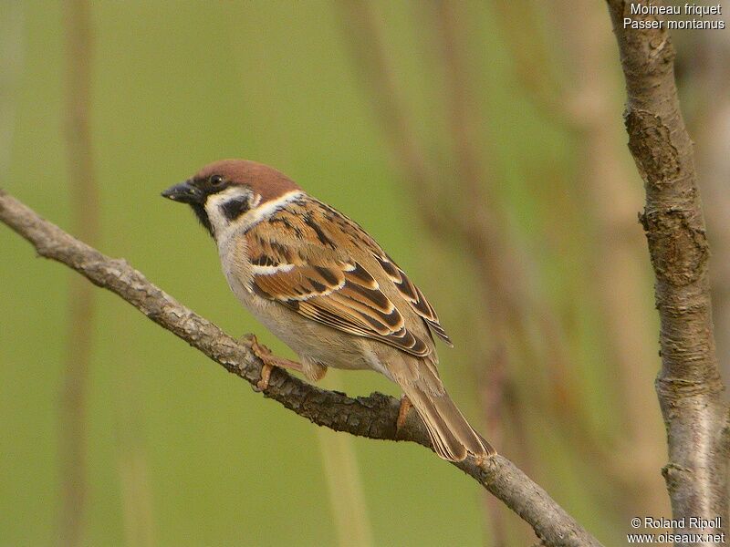 Eurasian Tree Sparrow