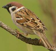 Eurasian Tree Sparrow