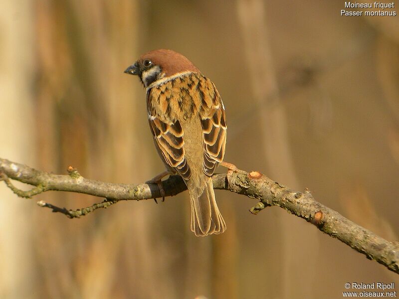 Eurasian Tree Sparrow