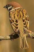 Eurasian Tree Sparrow