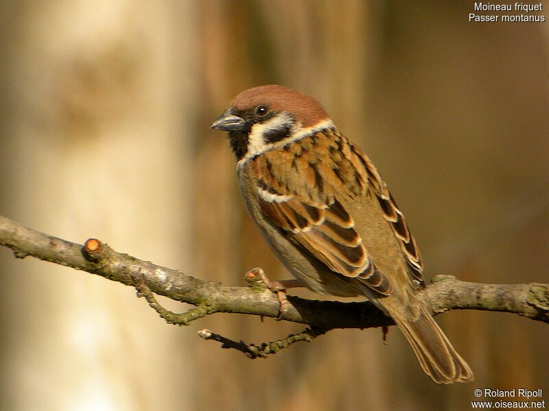 Moineau friquet