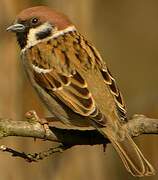 Eurasian Tree Sparrow