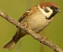 Eurasian Tree Sparrow