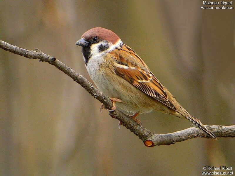 Moineau friquet