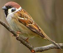 Eurasian Tree Sparrow