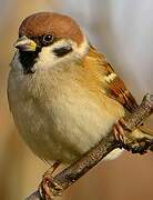 Eurasian Tree Sparrow