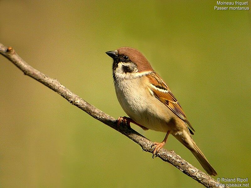 Moineau friquetadulte internuptial